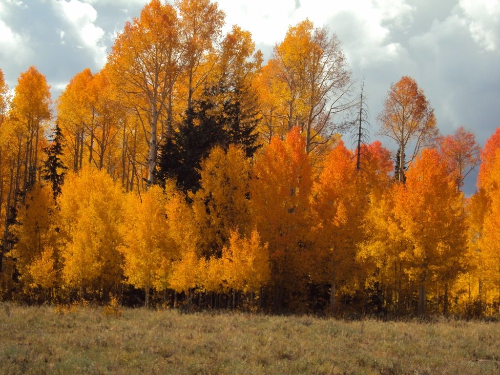 Golden aspen grove near Brian Head in fall